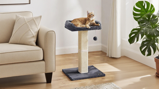 A-Complete-Guide-to-Choosing-the-Best-for-Cats FURNMICS